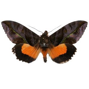 EUDOCIMA DIVITIOSA